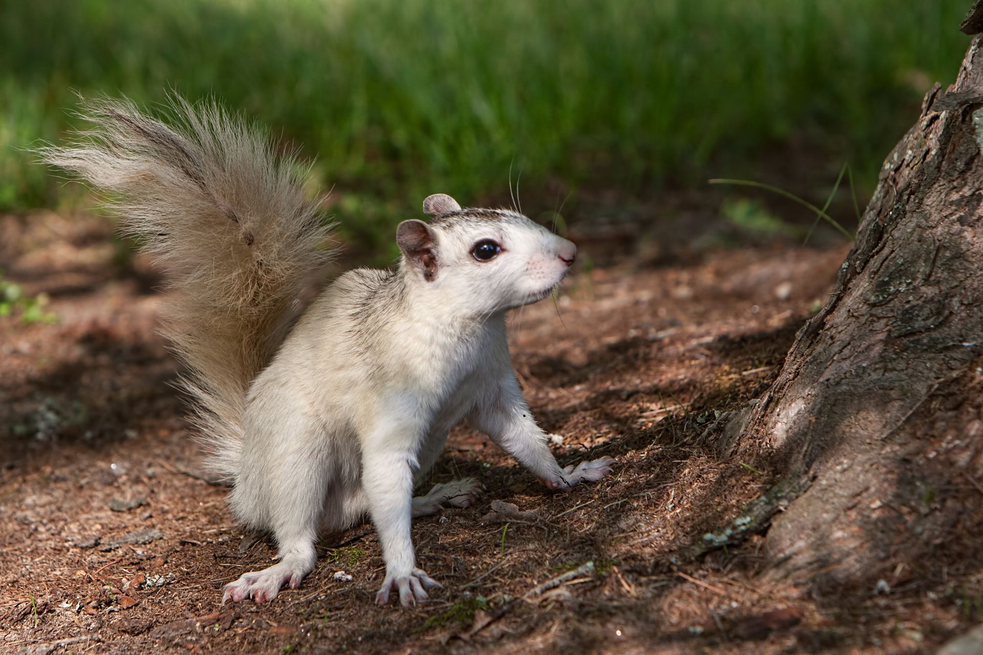 White squirrel standing alert on dirt beside a tree, with green grass in the background