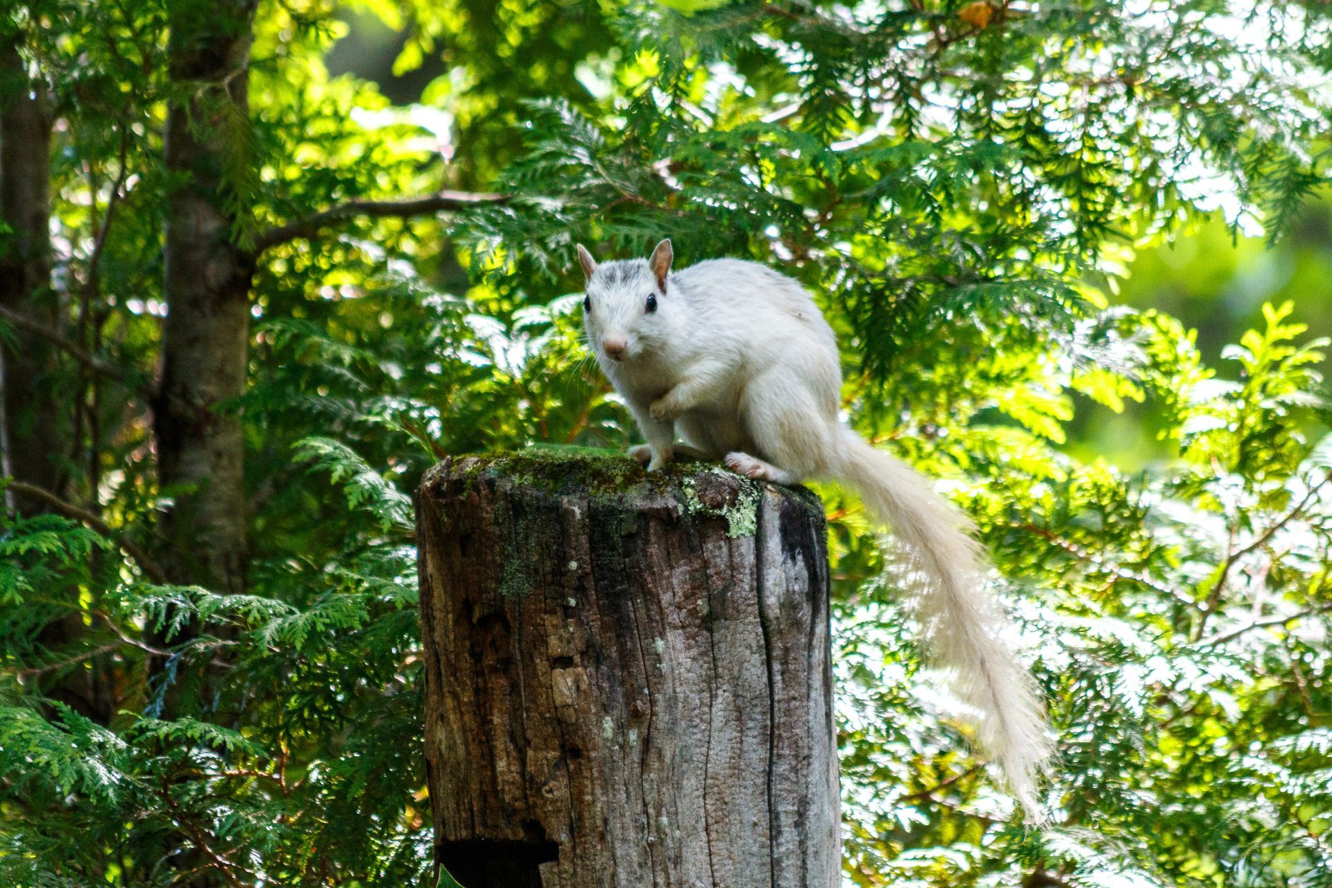 White squirrel perched on a tree stump in a green forest