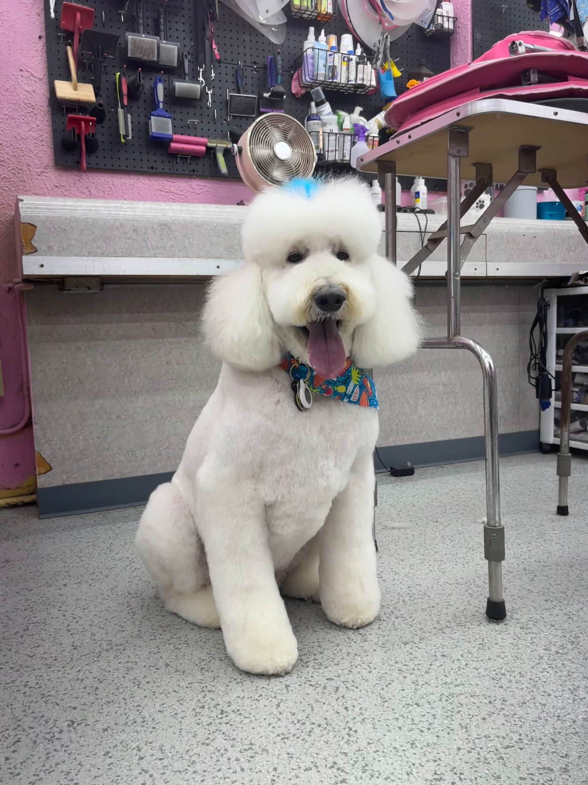 A white poodle is sitting in a grooming salon