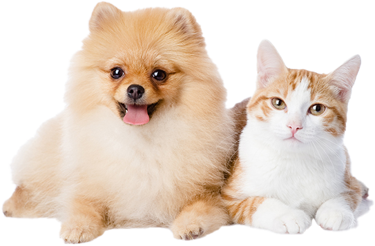 A pomeranian dog and a cat are laying next to each other.