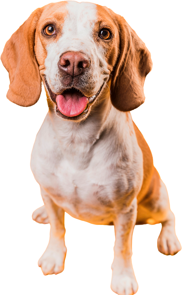 A brown and white dog is sitting down with its tongue hanging out.