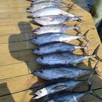 A row of fish sitting on top of a wooden table.