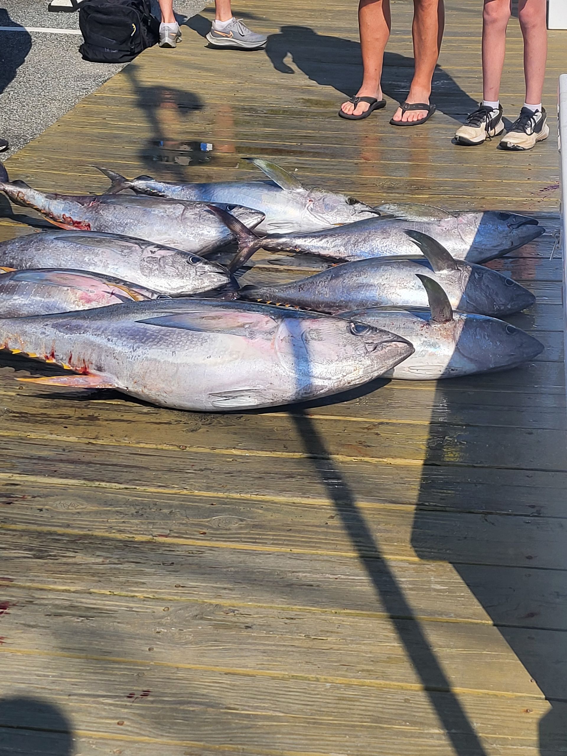 A bunch of yellow fin tuna laid out after a day of fishing in the ocean