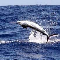 A marlin is jumping out of the ocean.