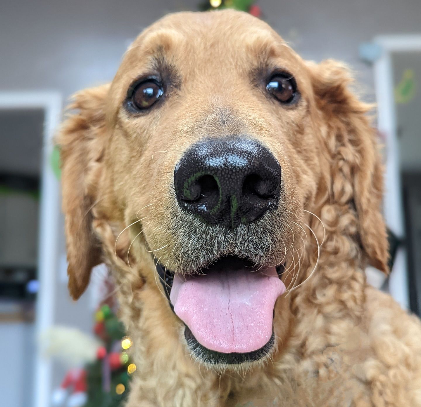 A close-up of a curly-haired golden dog with a sandy snout, looking at the camera with an open-mouthed, happy expression.