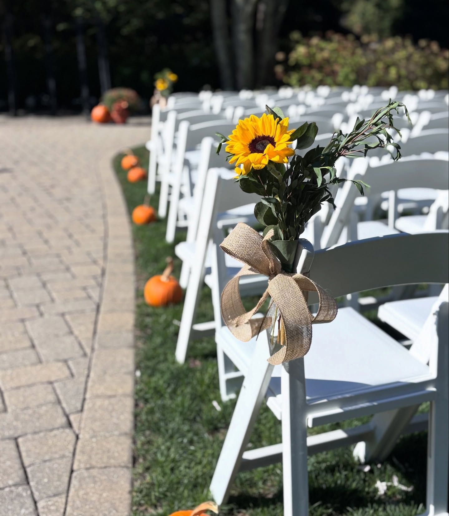 Rows of white chairs arranged for an outdoor wedding, decorated with sunflowers and burlap bows, lined with pumpkins.