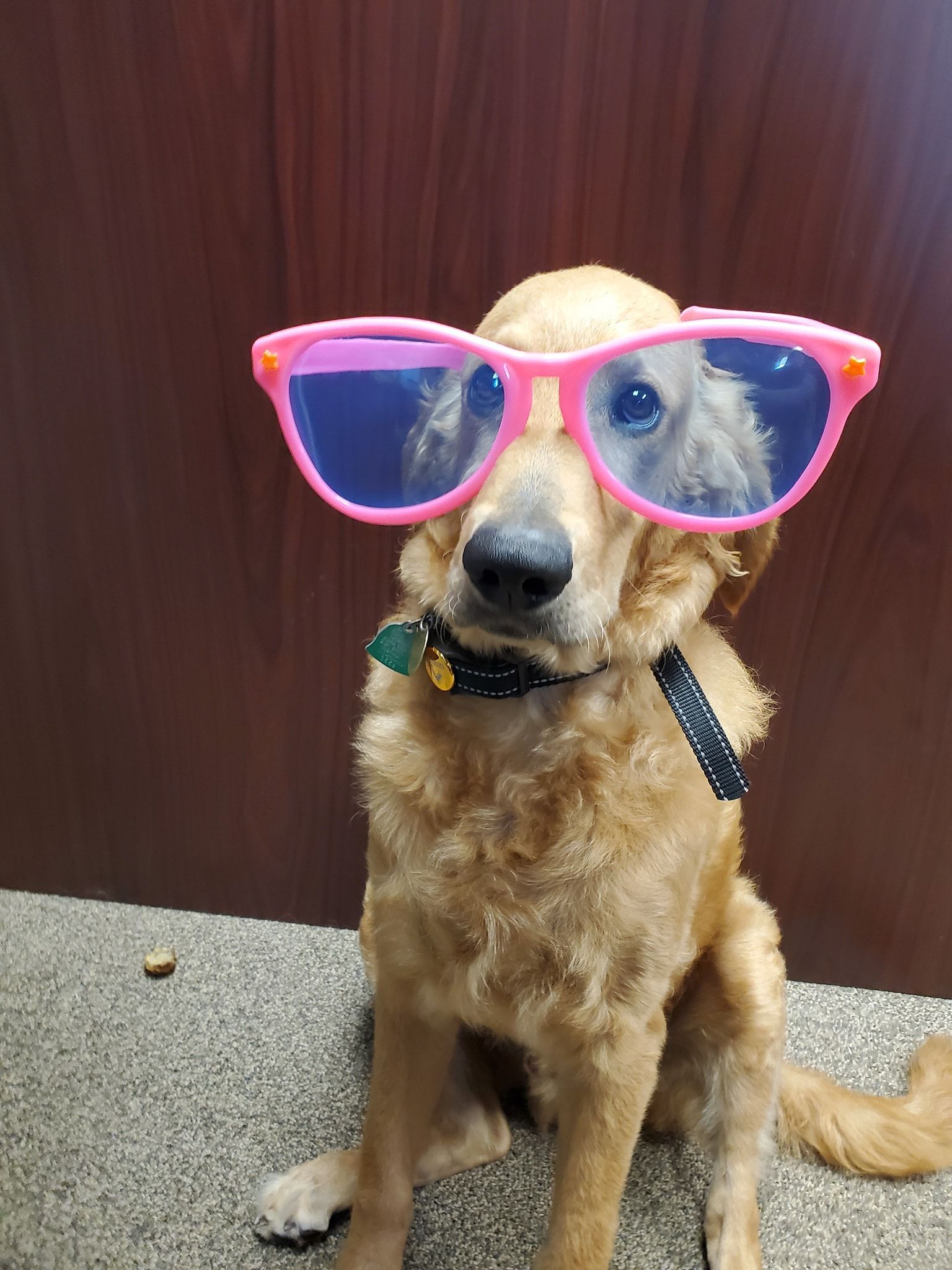 A golden dog sitting indoors, wearing oversized pink-framed sunglasses and a dark polka-dot collar.