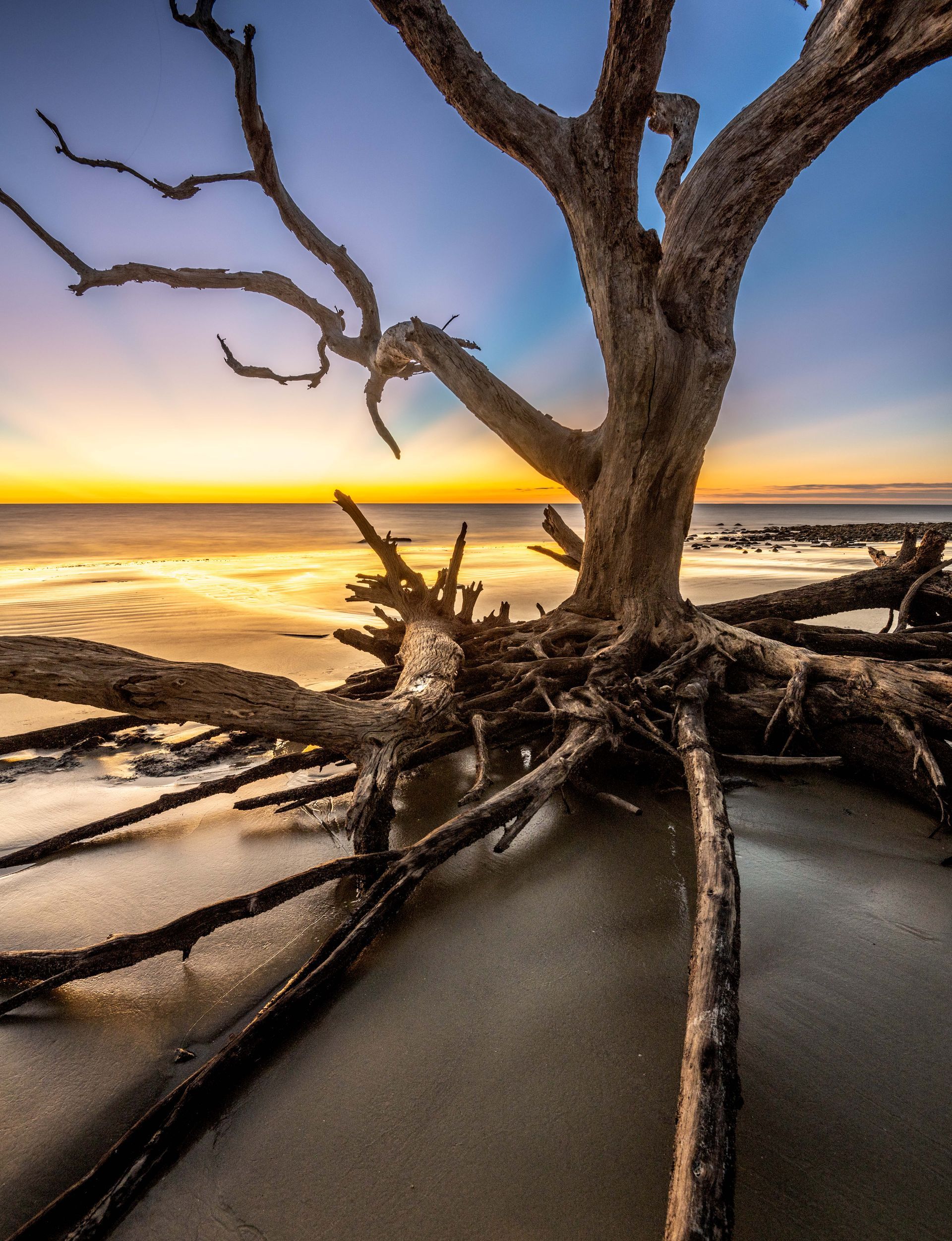 a tree on a beach with a sunrise in the background. Driftwood Beach, Jekyll Island, Talking Excitingly, Brad Burgess Photography