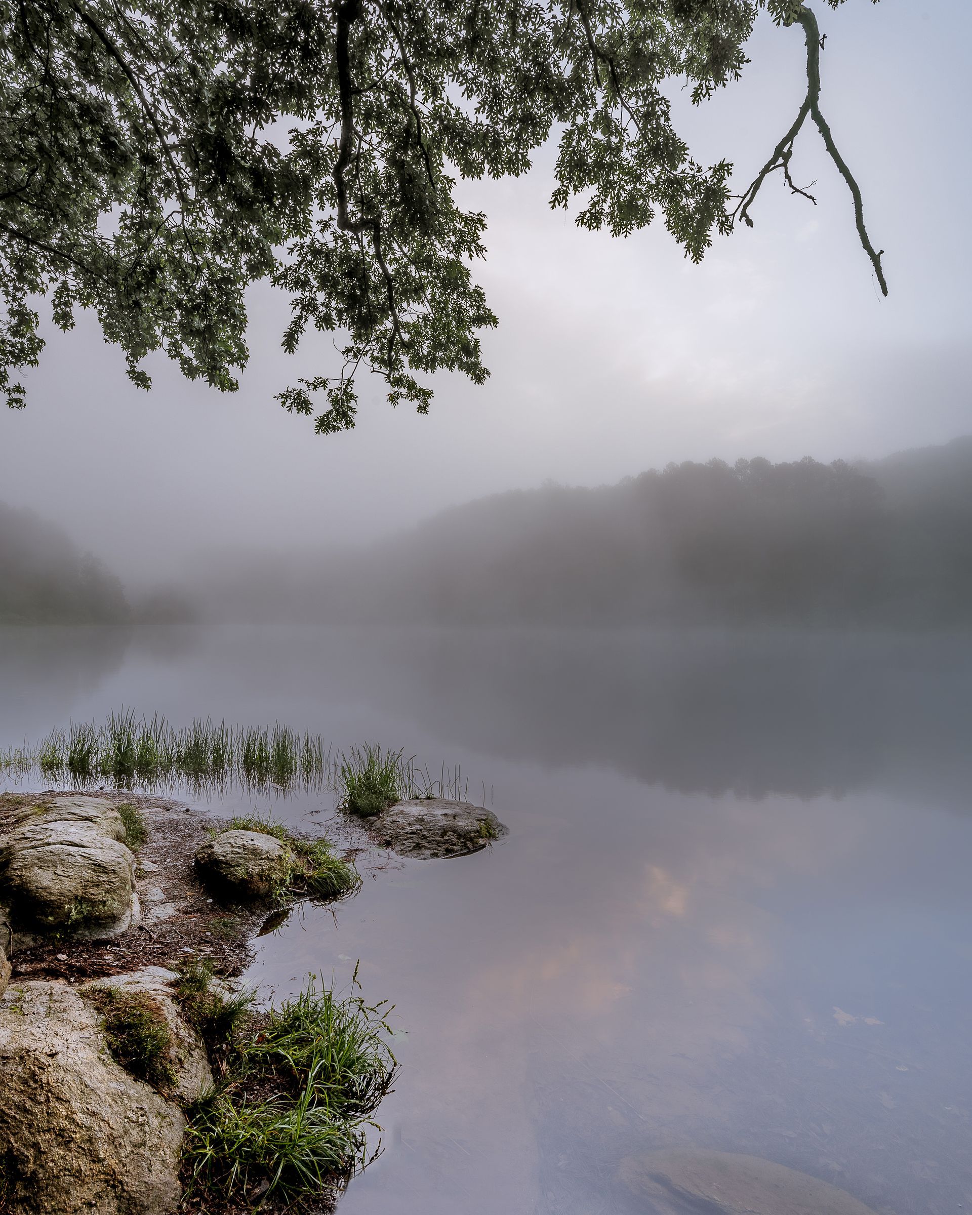 a foggy lake with a tree branch hanging over it.  Lake Russell, Talking Excitingly, Brad Burgess Photography