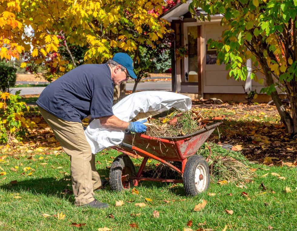 Man in blue shirt and hat, filling white bag with leaves from a wheelbarrow in a yard with fall foliage.