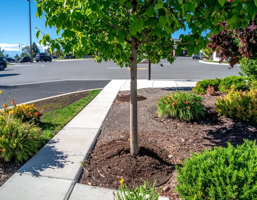 Tree and landscaping in front of a parking area, with green foliage, concrete curbing, and colorful bushes.