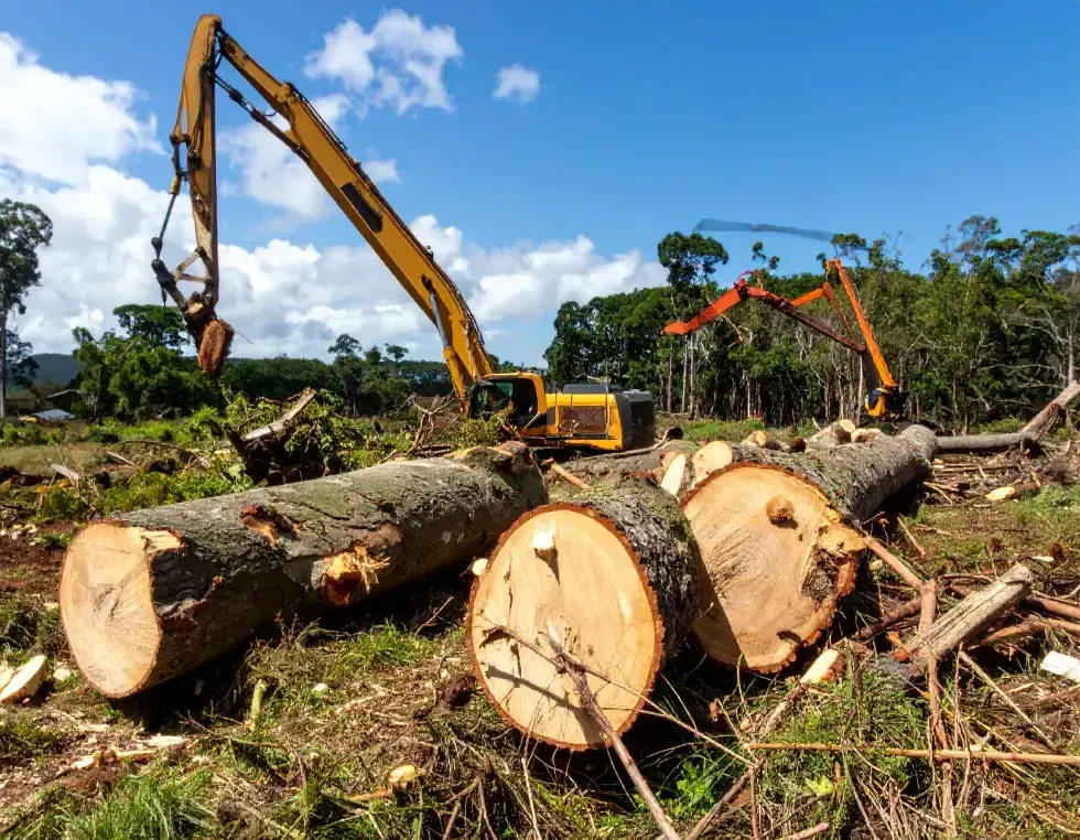 Excavators felling trees in a sunny clearing, logs on the ground, blue sky background.