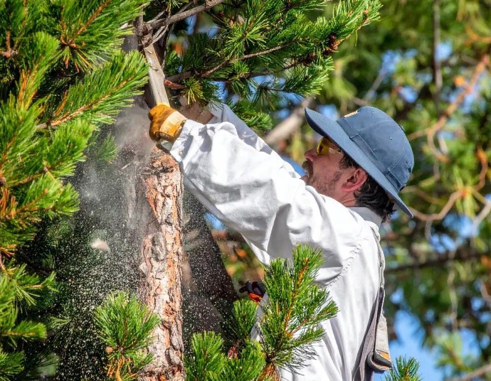 Man in white shirt and hat using a chainsaw to cut a tree branch.