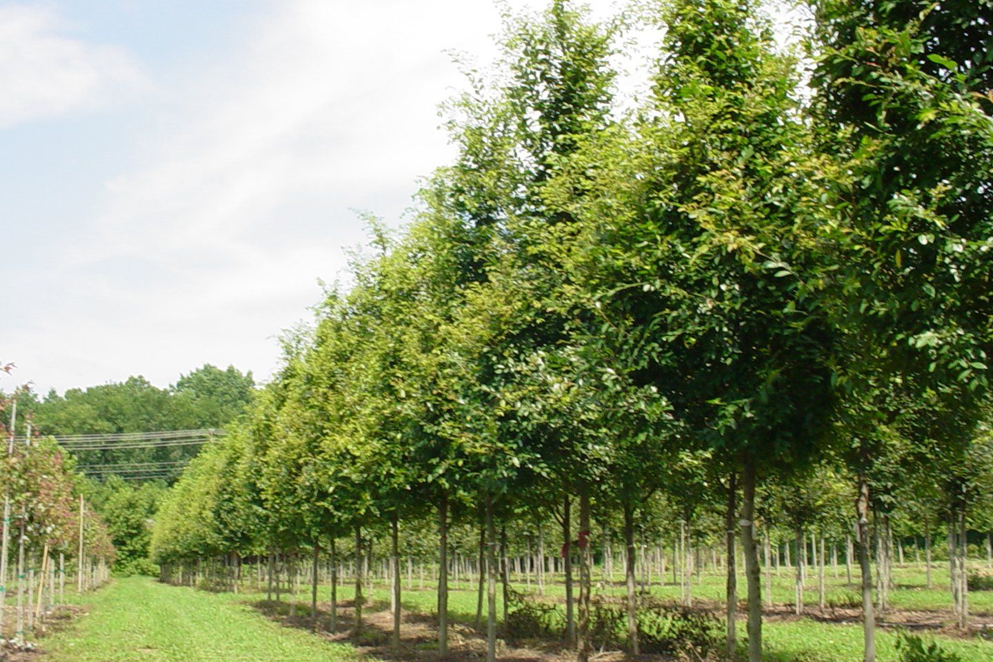 Rows of young trees with green foliage in a field.