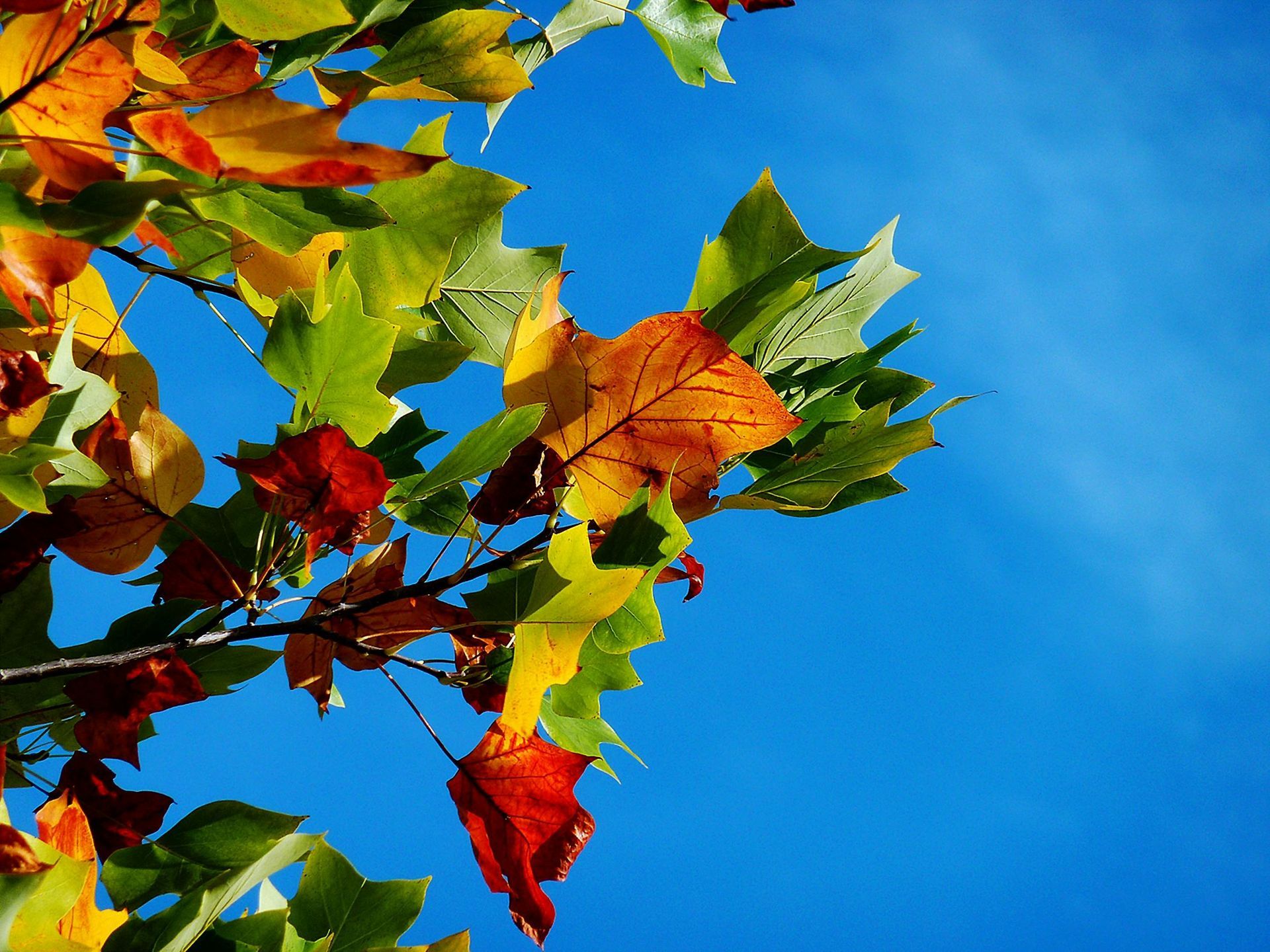 Autumn leaves in vibrant hues against a bright blue sky.