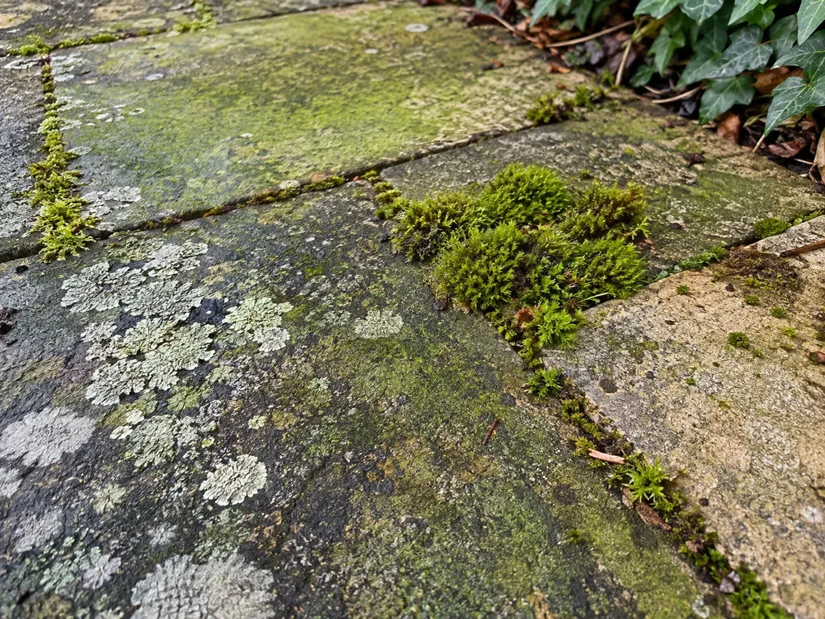 Algae, moss and lichen growing on weathered outdoor paving
