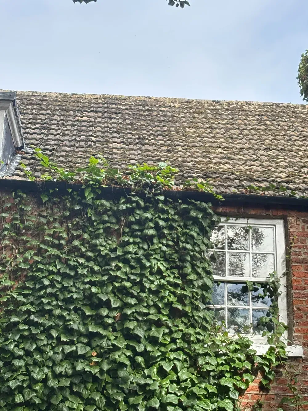 Established ivy had begun encroaching on the guttering, trapping leaves and other organic debris.