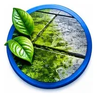 Green algae growth on patio paving before professional cleaning