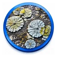 Lichen growth established on outdoor patio paving