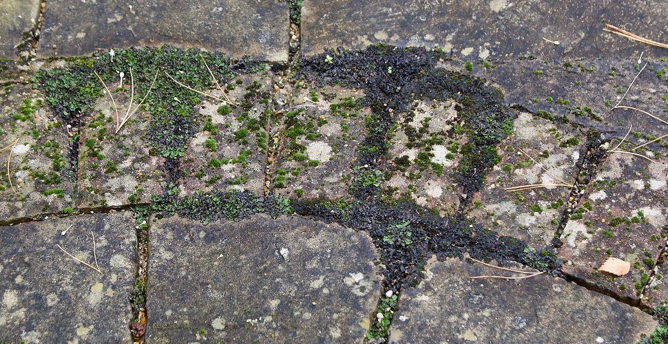 Patio infested with lichen, black spot and algae in need of cleaning