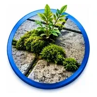 Moss and weeds growing between patio paving joints