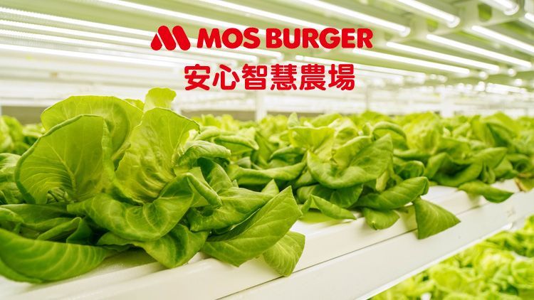 摩斯安心智慧農場生菜組合(加贈WOW PASTA義大利麵隨機口味4包)