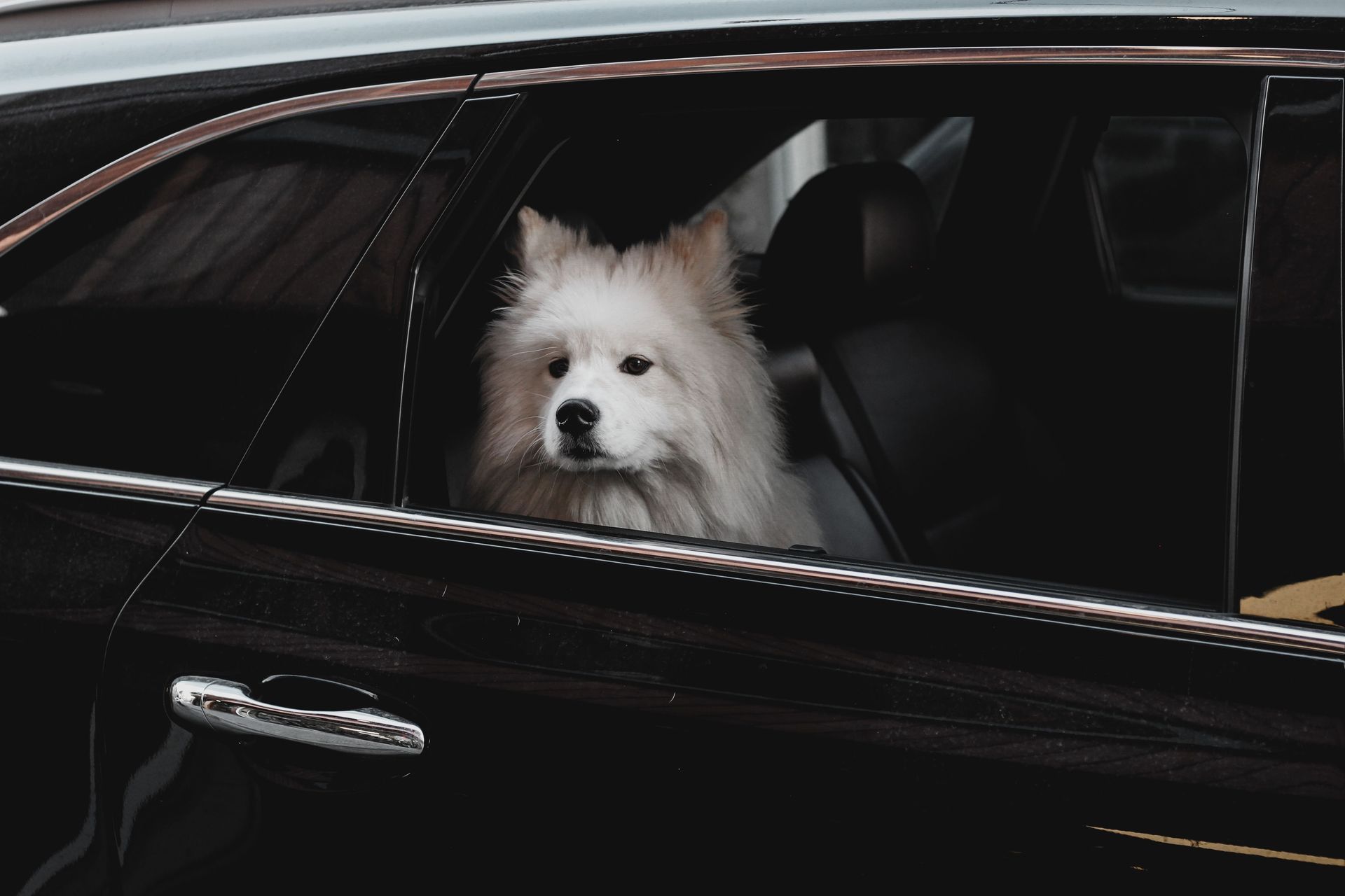 Small white dog looking out the window of a black car