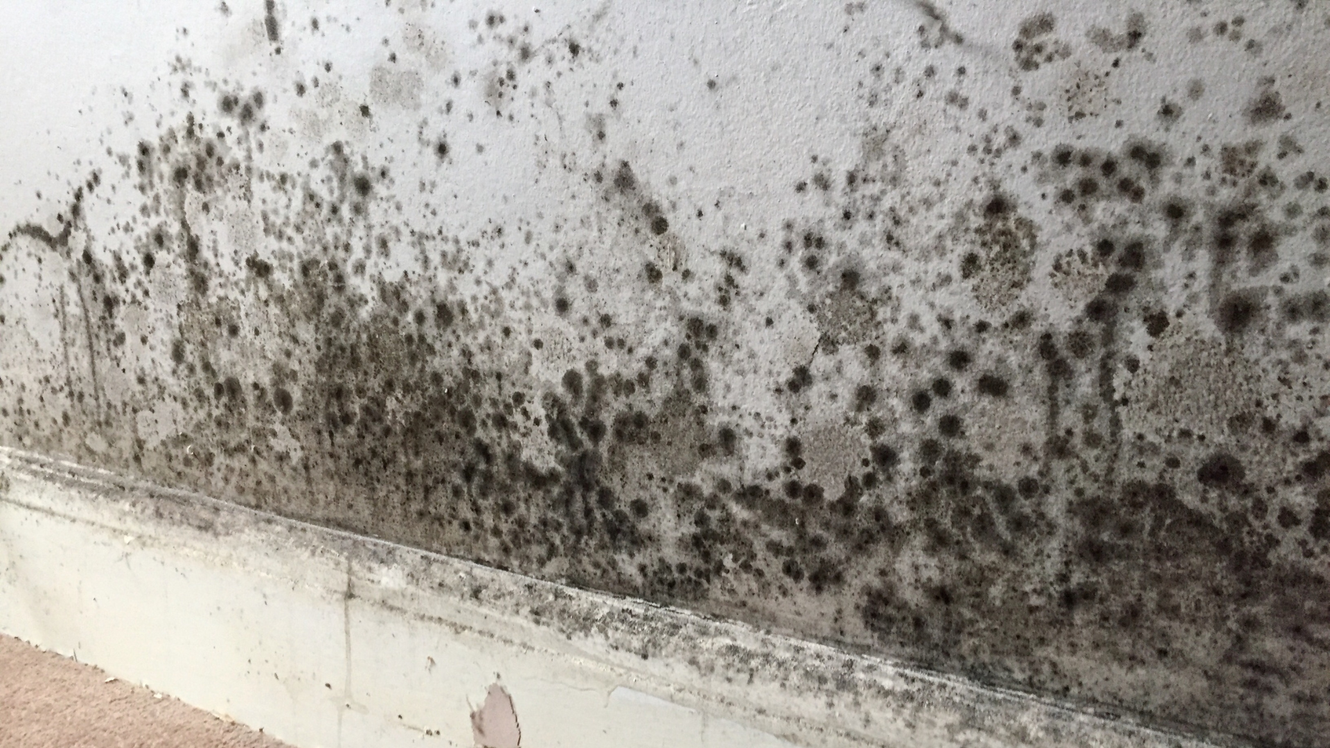 rising damp services South Yarra