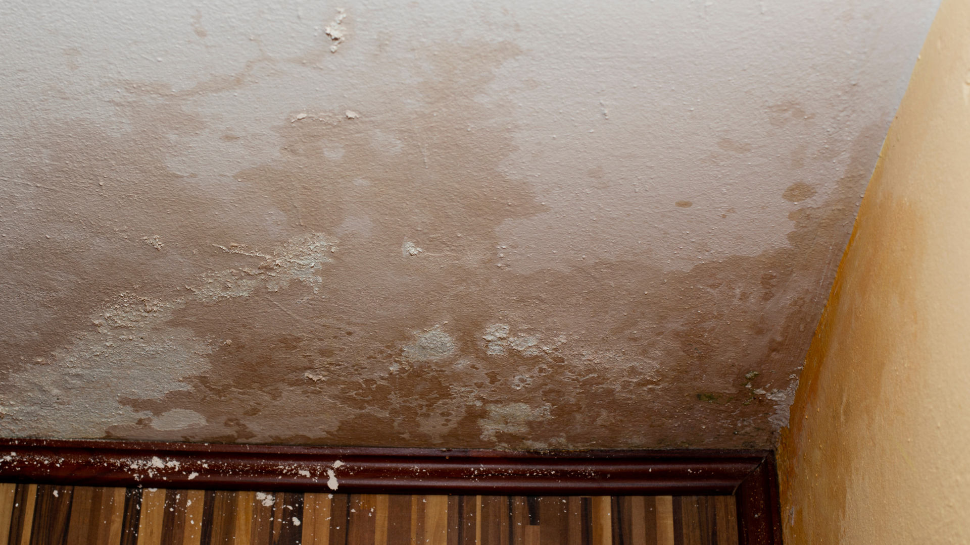 rising damp South Yarra