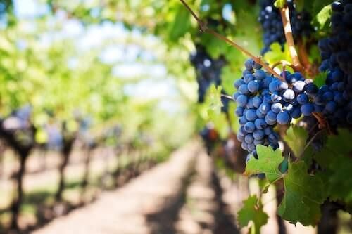 Wine Tours