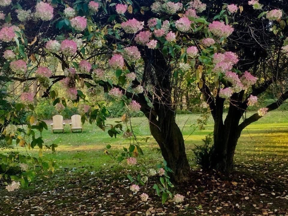 A hydrangea tree with pink flowers and an expansive lawn at a New England Country Inn with chairs in the background