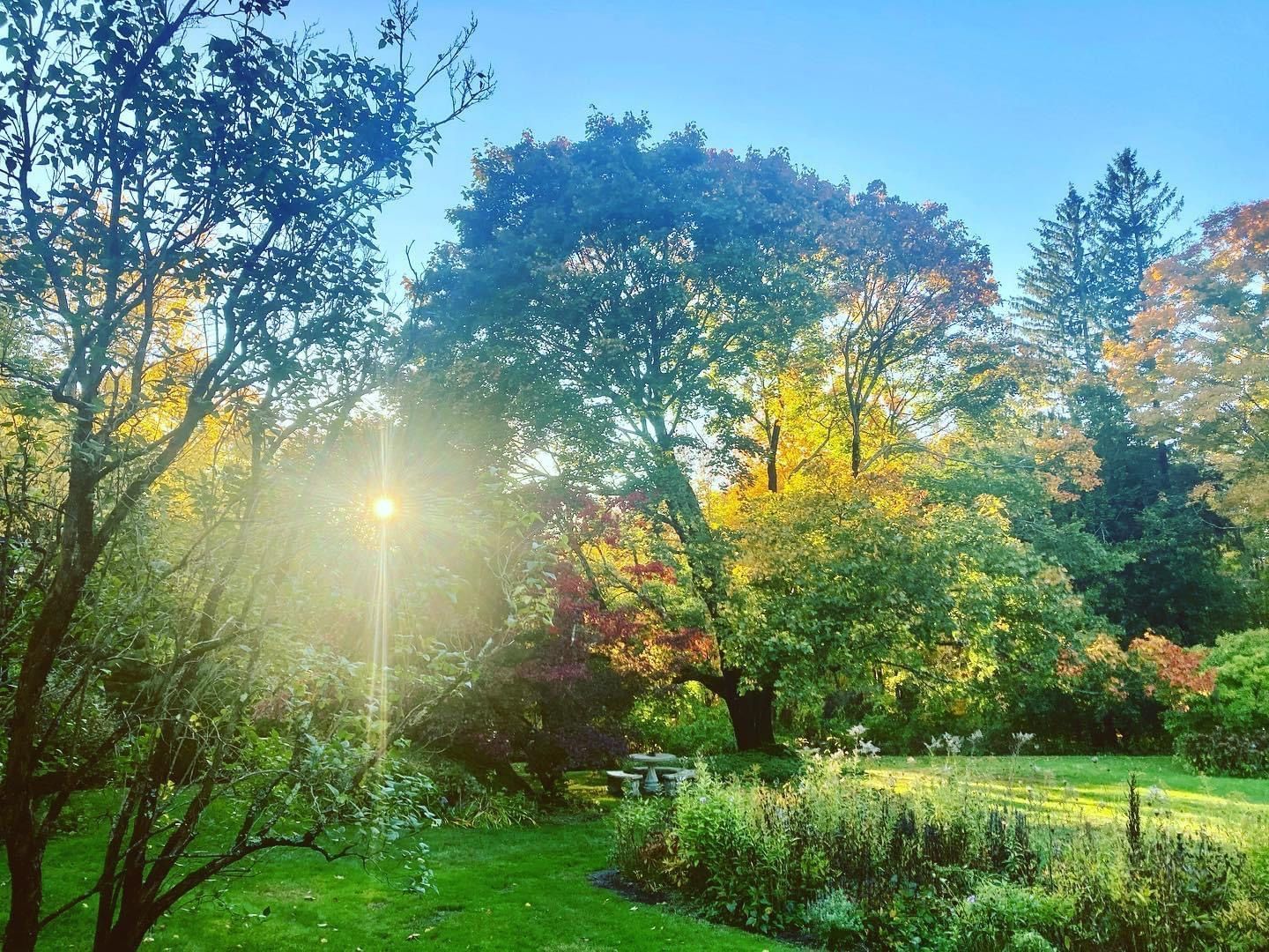 Sun shining through colorful autumn trees in a lush green garden.