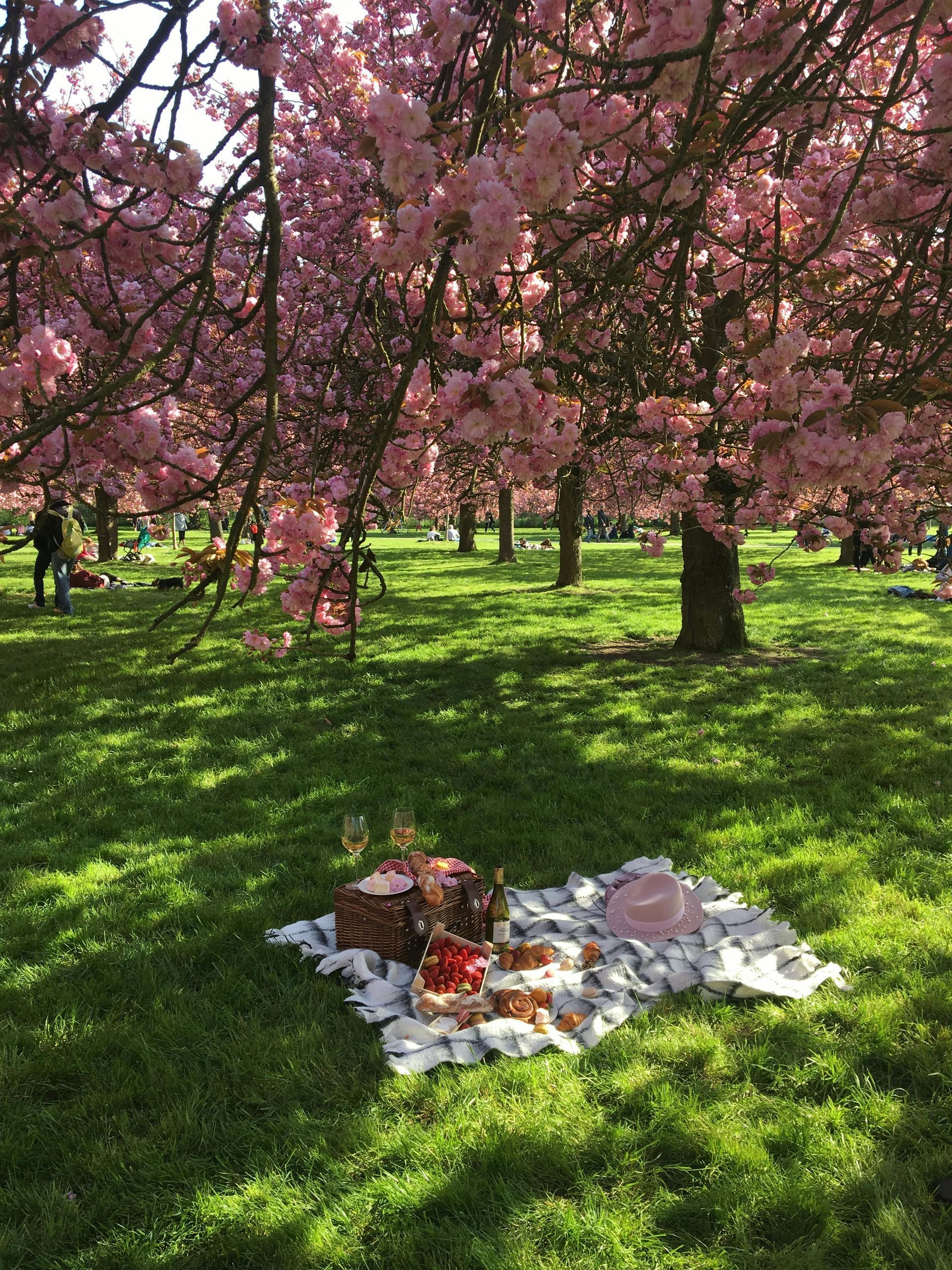 A picnic blanket with food and drink spread out under blooming cherry blossom trees in a sunny park.