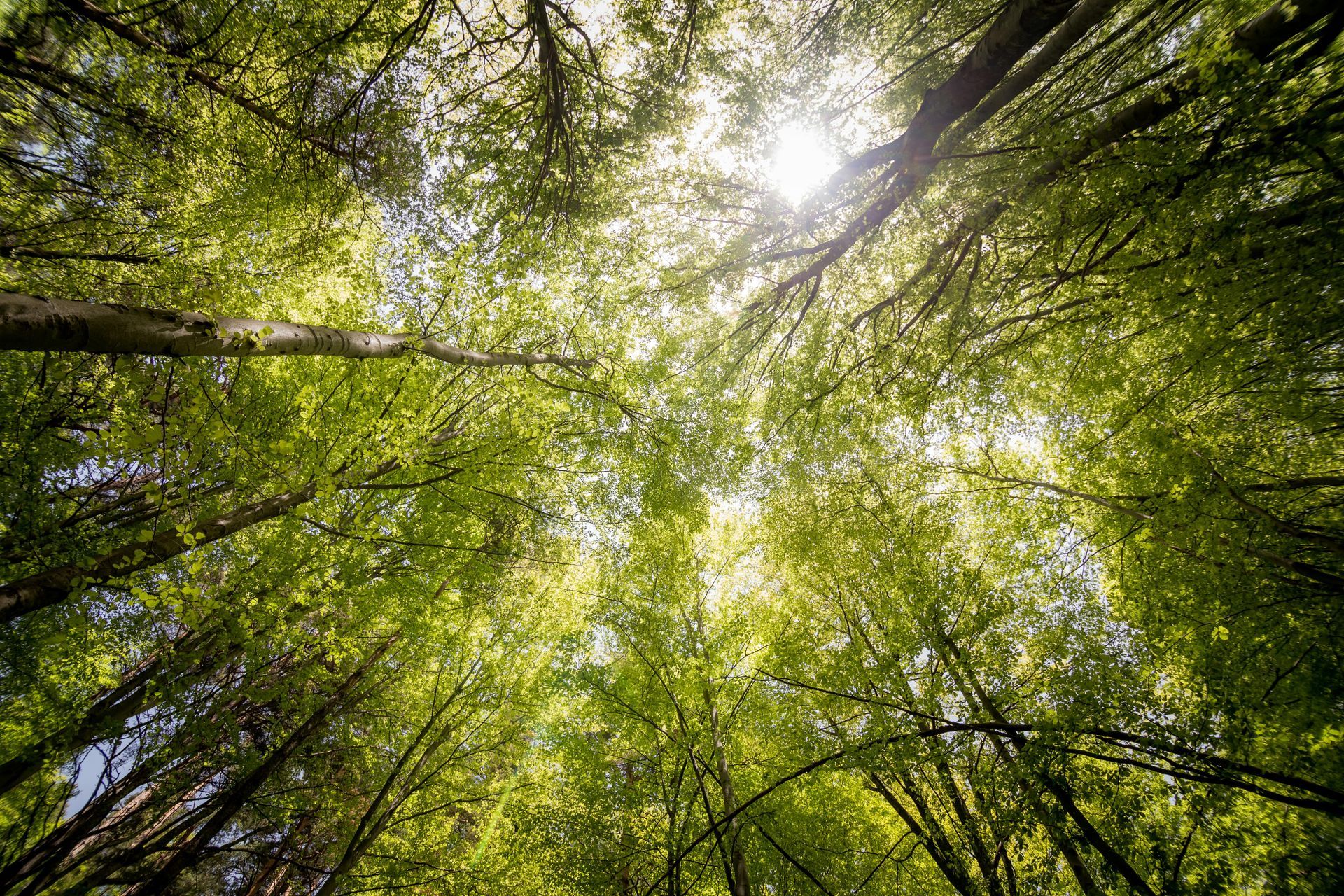 Sunlight streams through a forest canopy of green leaves and branches.