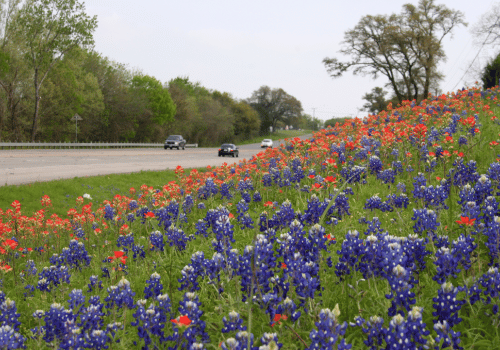 Wildflowers in purple, orange, and red line a roadside beside trees and passing cars