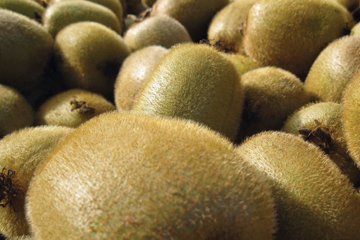 Kiwifruit