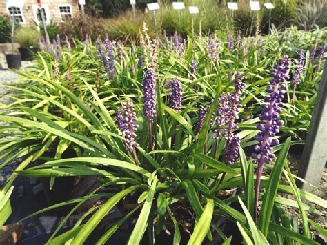 Clumps of Liriope plants with long, green blades and tall, purple flower spikes in a nursery setting.