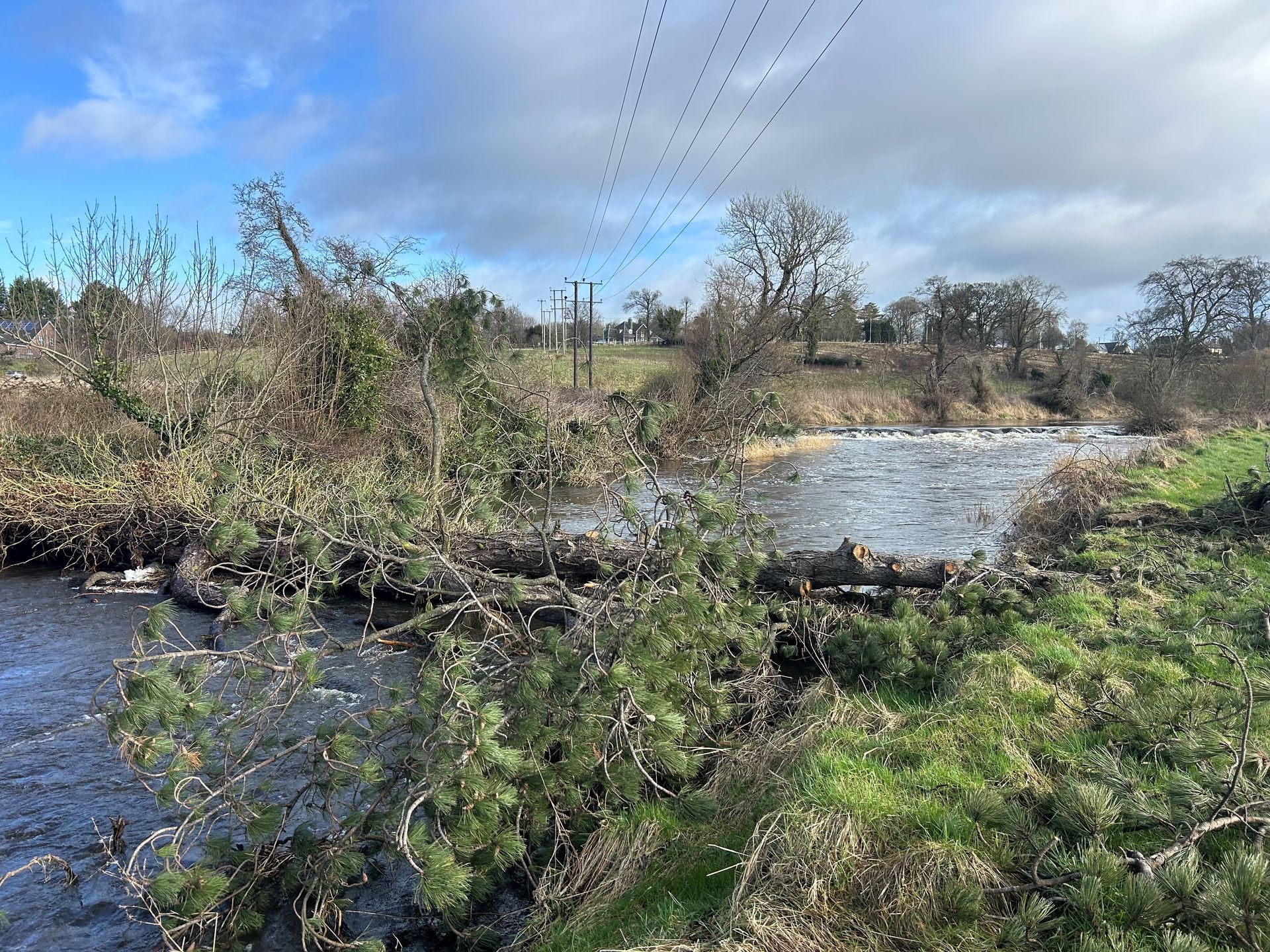 Tree Hazard on the River Bann