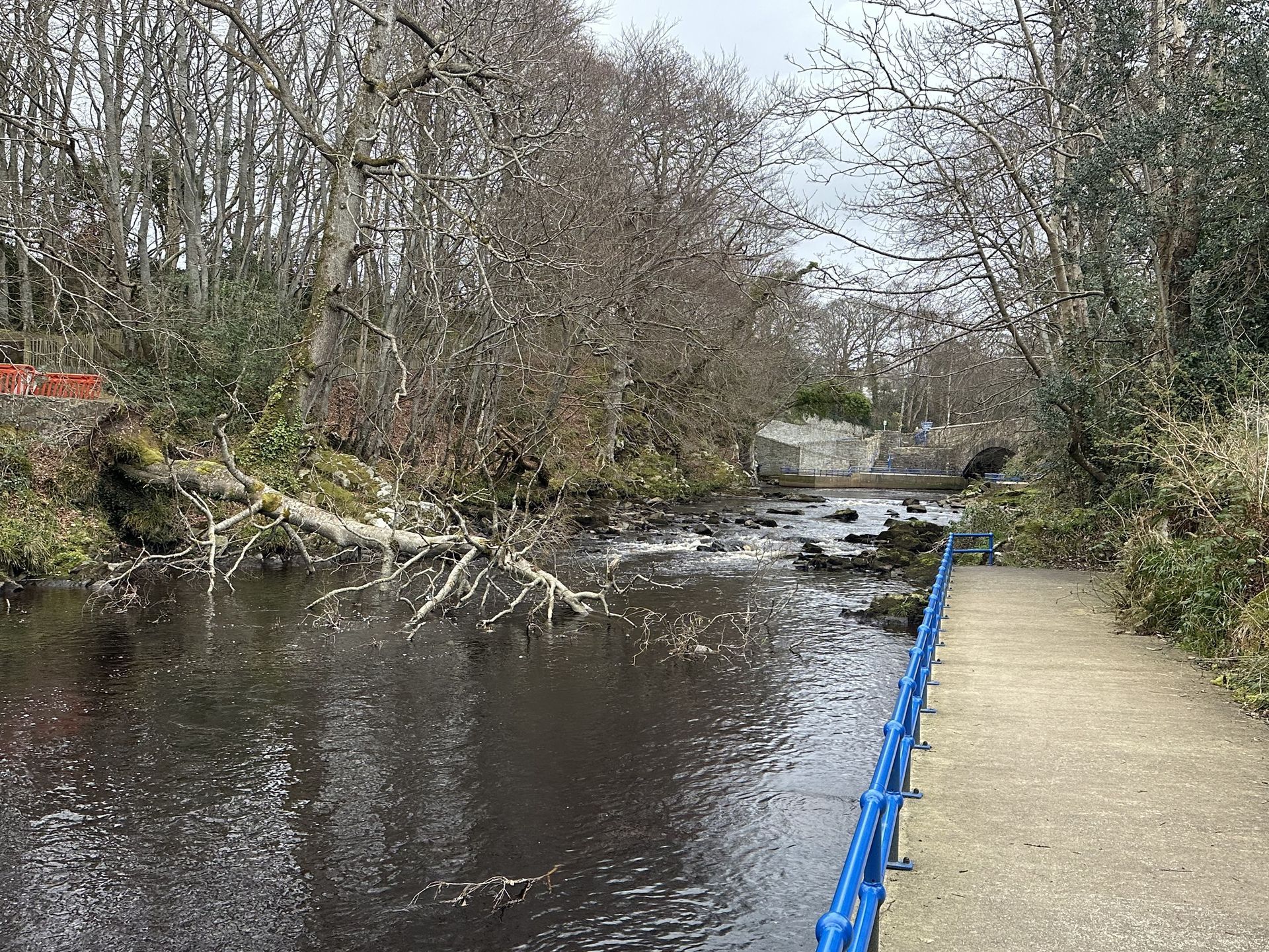 Tree Hazard on the River Crana