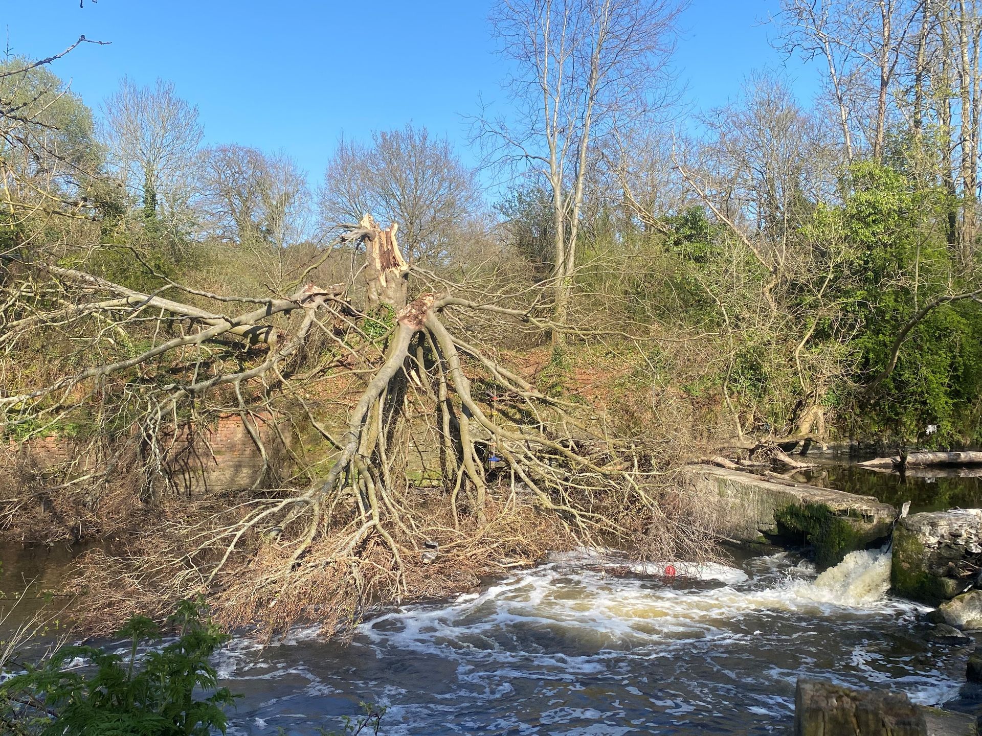 Tree Blockage - River Lagan