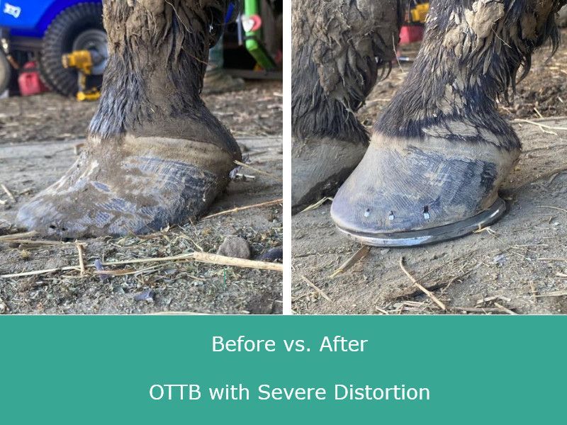 A before and after photo of a horse 's hoof with severe distortion.