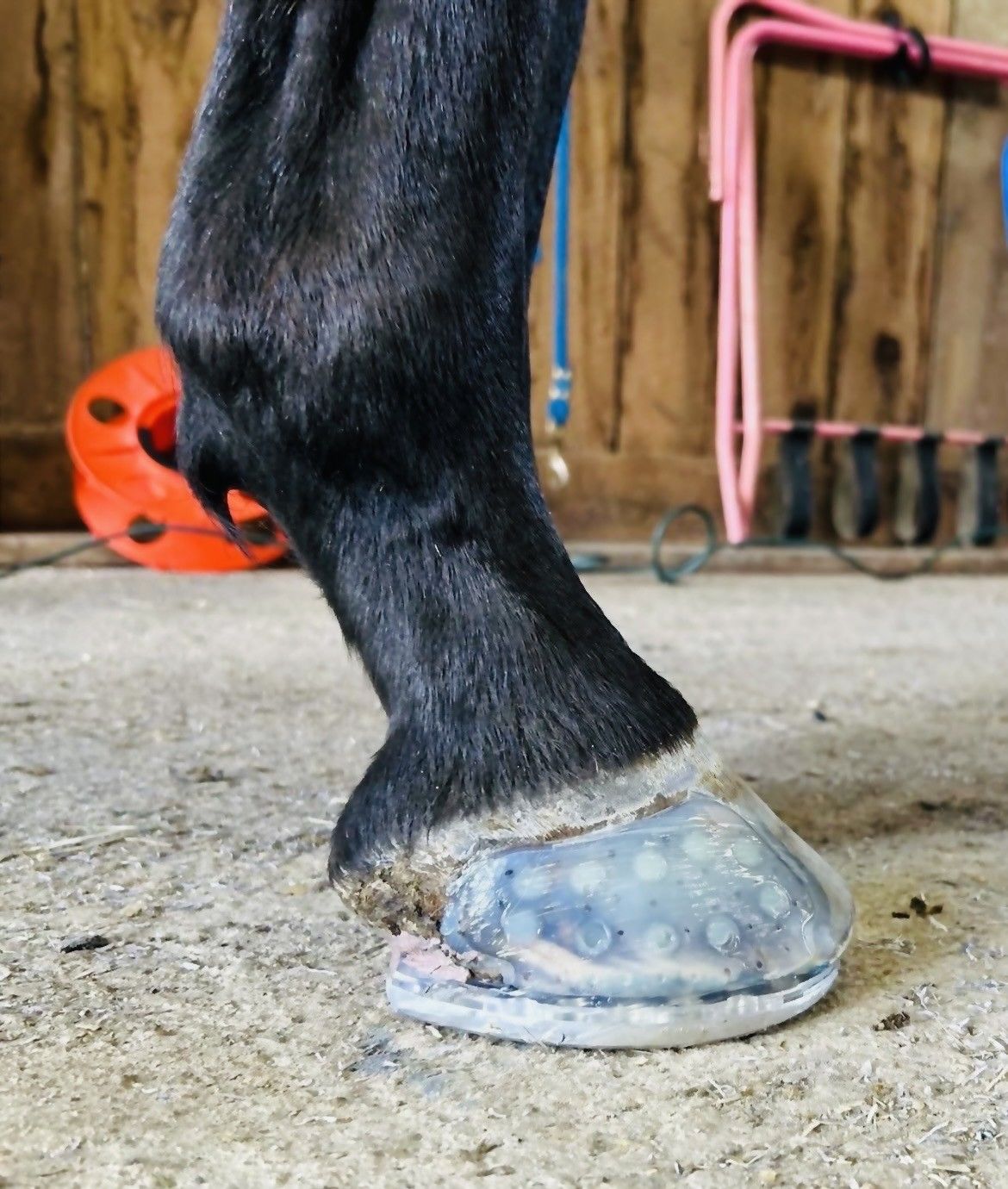 A close up of a horse 's foot with a pink stool in the background