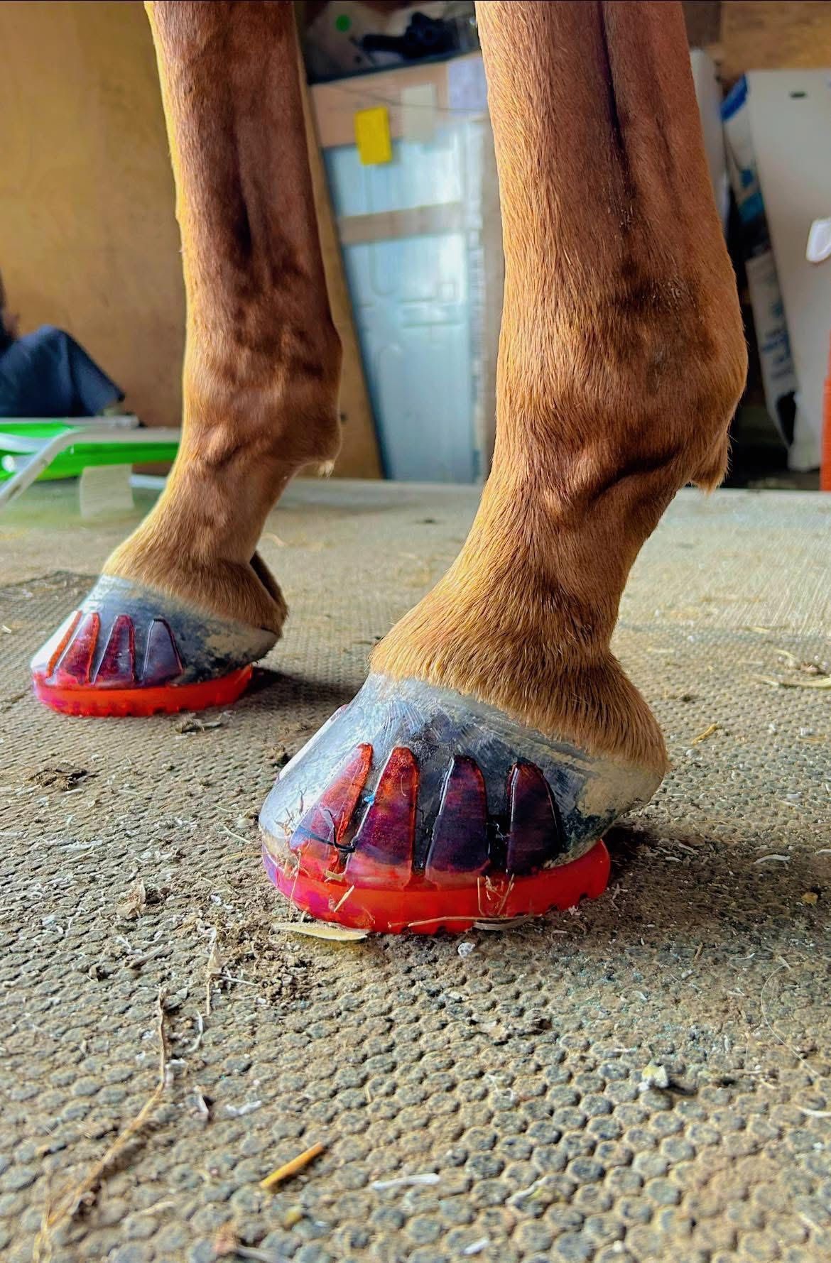 A close up of a small horse 's hooves with red glue-on shoes.