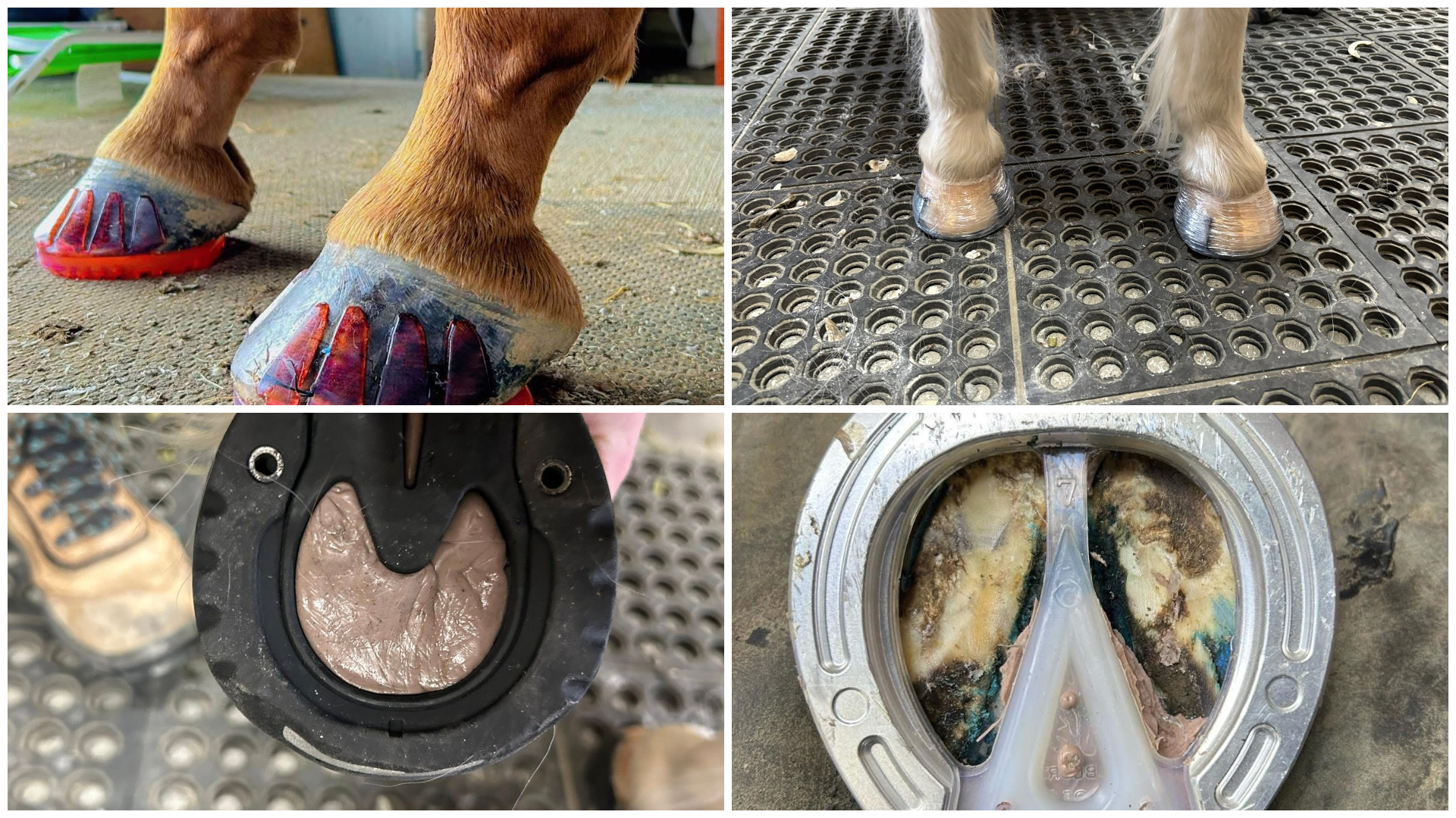 A collage of four pictures of a horse 's hooves and a horseshoe.