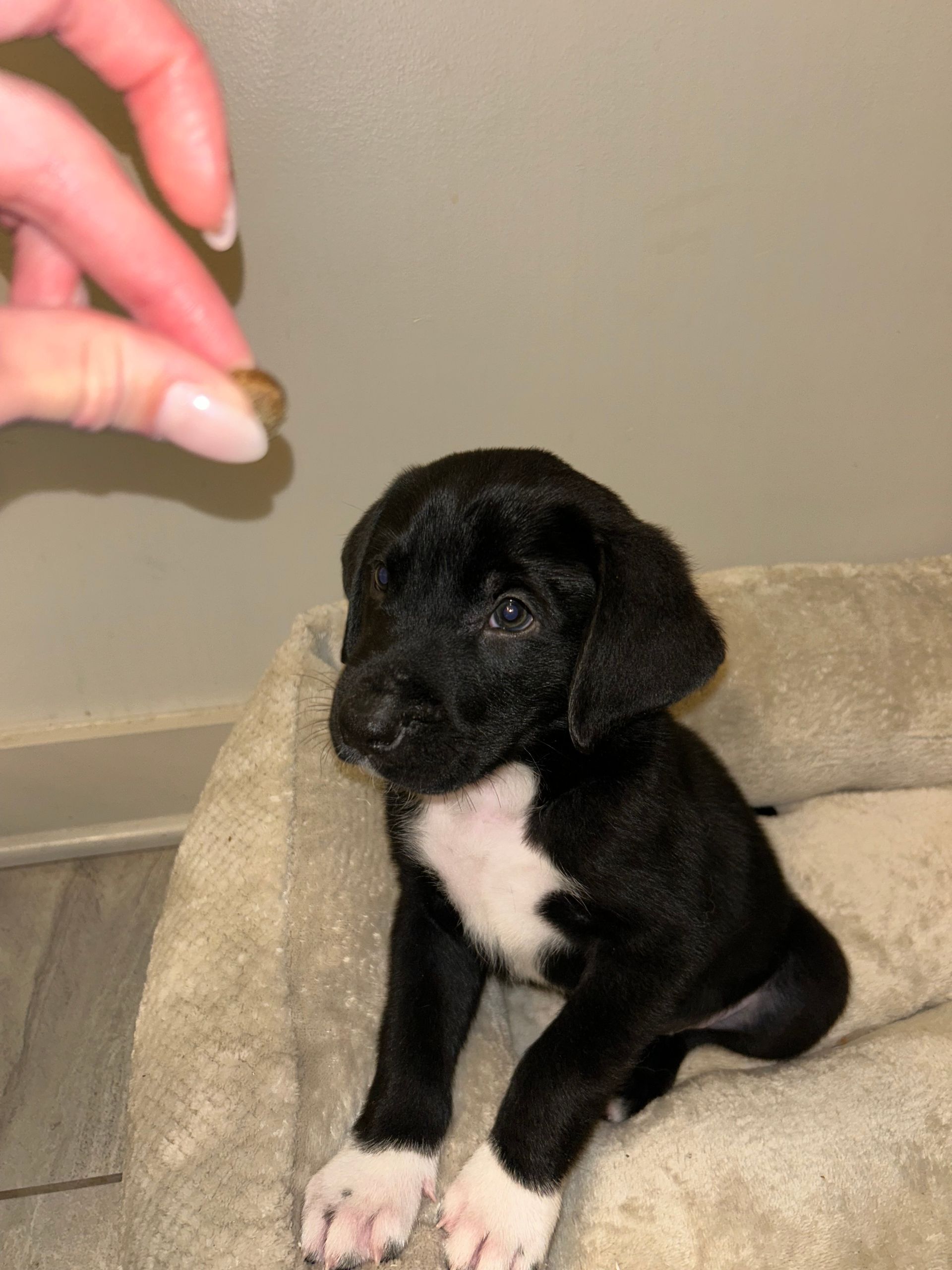 Adopt