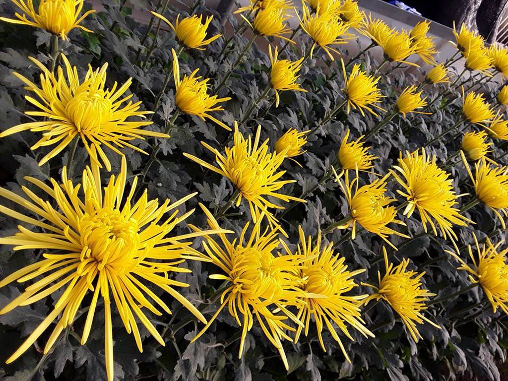 fiori gialli