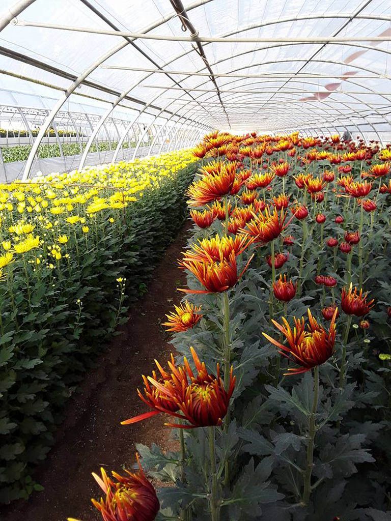 fiori gialli e rossi