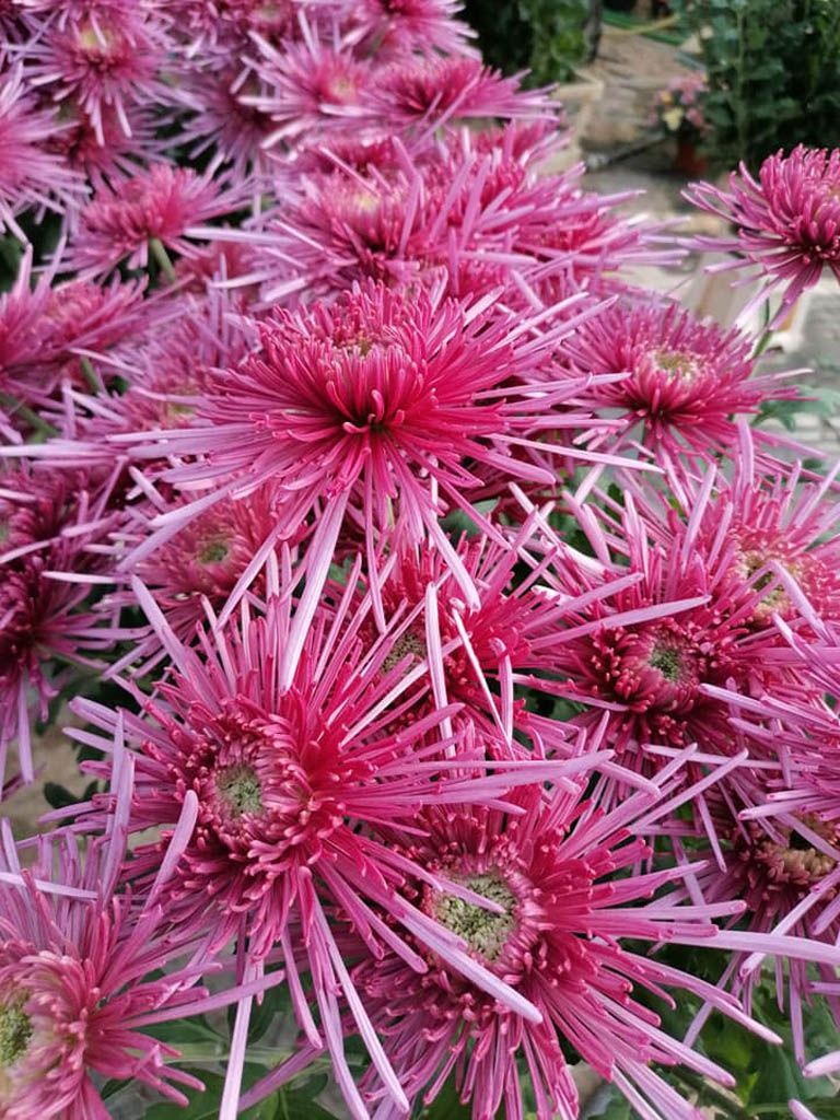 fiori fucsia