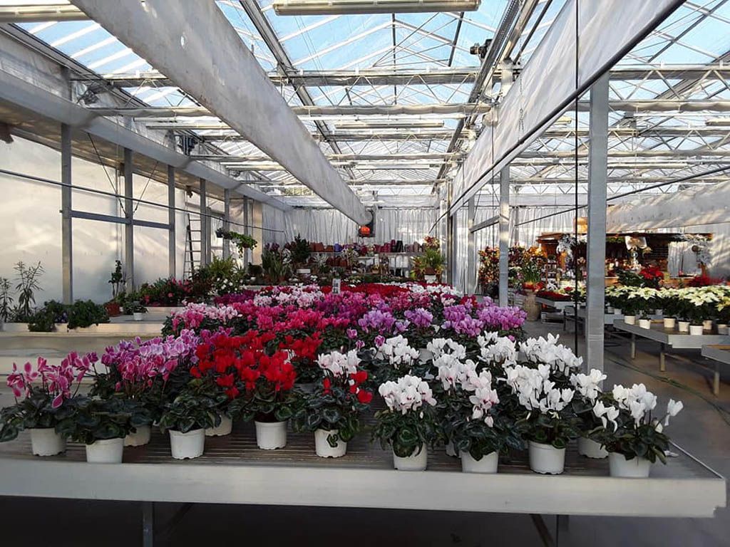 fiori