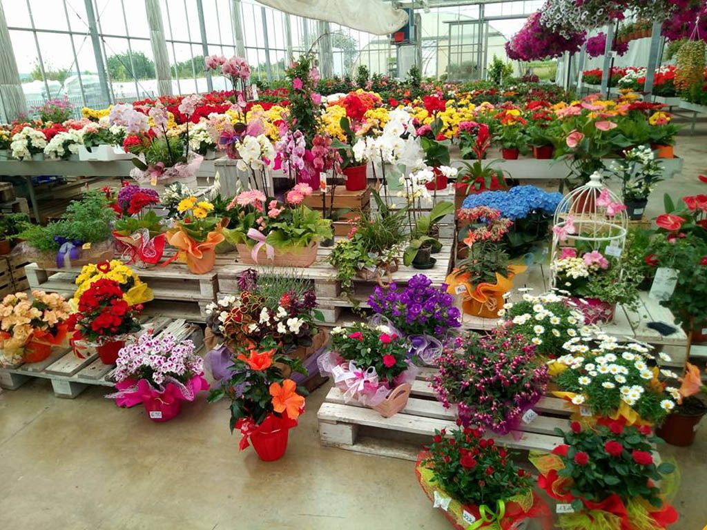 vivaio con fiori multicolori